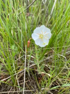 crownleaf evening primrose thumbnail 4