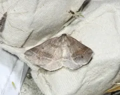 Warner's Metarranthis Moth thumbnail 4