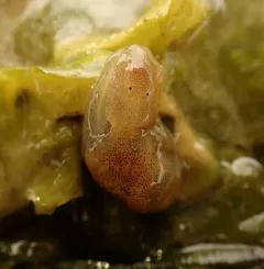Blister Glassy-bubble thumbnail 2