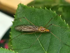 Nephrotoma suturalis thumbnail 2