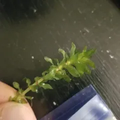 Canadian Waterweed thumbnail 4