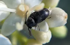 Xyletinus lugubris thumbnail 2