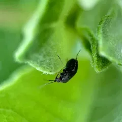 Plagiognathus politus thumbnail 4