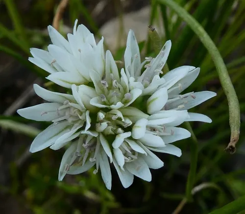 Mountain Swamp Onion