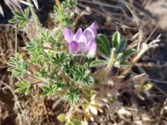 chick lupine thumbnail 2