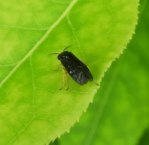 Moss Sawfly