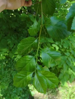 Broad-leaved Cockspurthorn thumbnail 3