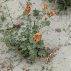 Munro's Globemallow thumbnail 3