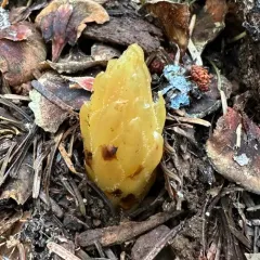 Fringed Pinesap thumbnail 4