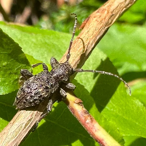 Thorn-tailed Longhorn Beetle