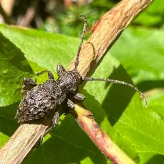 Thorn-tailed Longhorn Beetle thumbnail 1