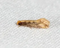 Mandarin Tinea Moth thumbnail 3