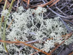 Dune Reindeer Lichen thumbnail 4