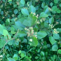 fireberry hawthorn thumbnail 4