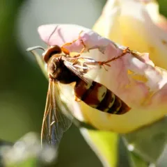 Western Cicada-killer Wasp thumbnail 1