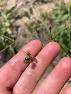 Red-shouldered Leaf Beetle thumbnail 4
