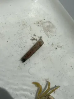 Ice cream cone worm thumbnail 3