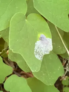 Phytomyza vancouveriella thumbnail 3