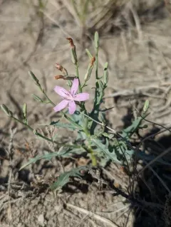 Desert Skeletonplant thumbnail 1