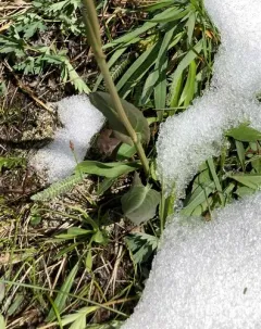 Lapland mountain sorrel thumbnail 4