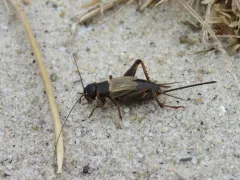 Sand Field Cricket thumbnail 3