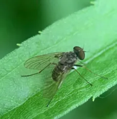 Chrysopilus pilosus thumbnail 4