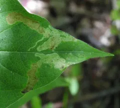 Aulagromyza orbitalis thumbnail 3