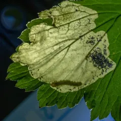 Avens Mining Sawfly thumbnail 3