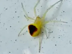 Araneus alboventris thumbnail 4