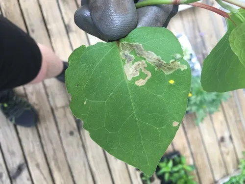 Pegomya bicolor