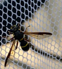 Williston's Wasp Fly thumbnail 2