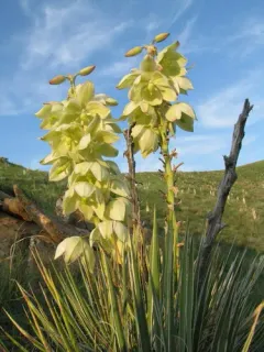 Five-spotted Bogus Yucca Moth thumbnail 3