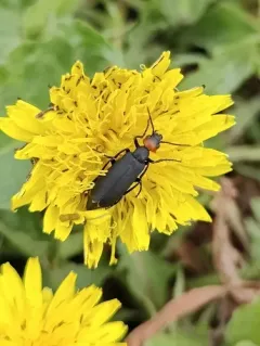 Red-headed Blister Beetle thumbnail 3
