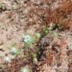 needleleaf navarretia thumbnail 3