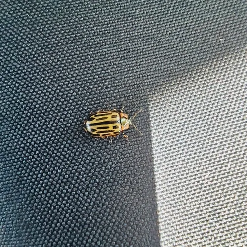 Cottonwood Leaf Beetle