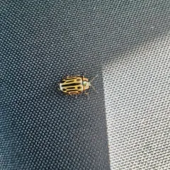 Cottonwood Leaf Beetle thumbnail 1