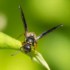 One-banded Mason Wasp thumbnail 3