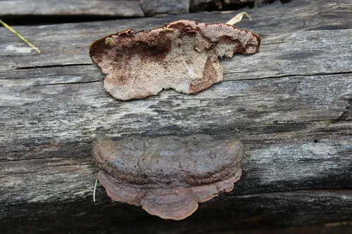Fuscoporia viticola