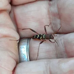 Red-headed Ash Borer thumbnail 3