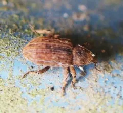 Acamptus rigidus thumbnail 2