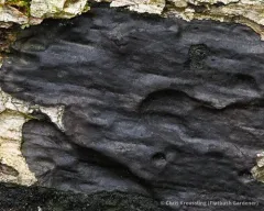 Camillea punctulata thumbnail 2
