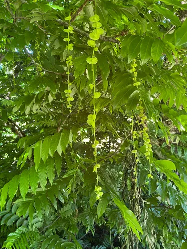 Caucasian Wingnut