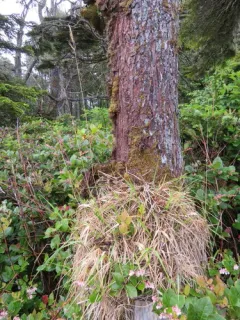 Pacific Small-reedgrass thumbnail 3