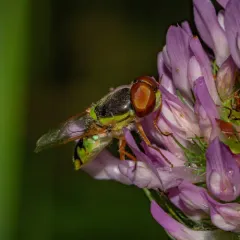Odontomyia cincta thumbnail 2