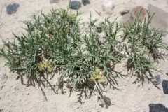 Nuttall's Biscuitroot thumbnail 3
