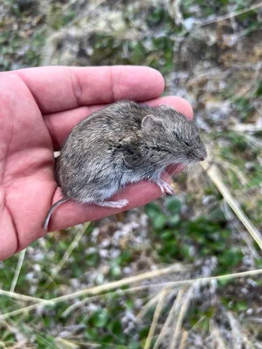 Western Heather Vole
