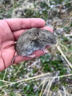 Western Heather Vole thumbnail 1
