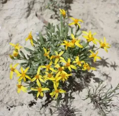 Thrift Mock Goldenweed thumbnail 1