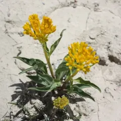 desert yellowhead thumbnail 3