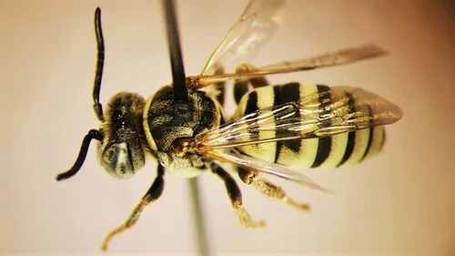 Triepeolus diffusus